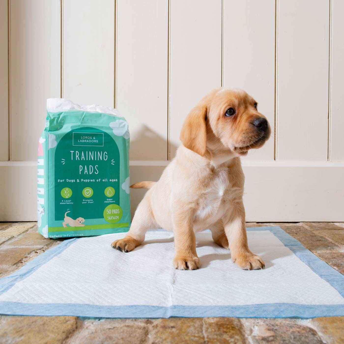 Labrador puppy using a puppy training pad