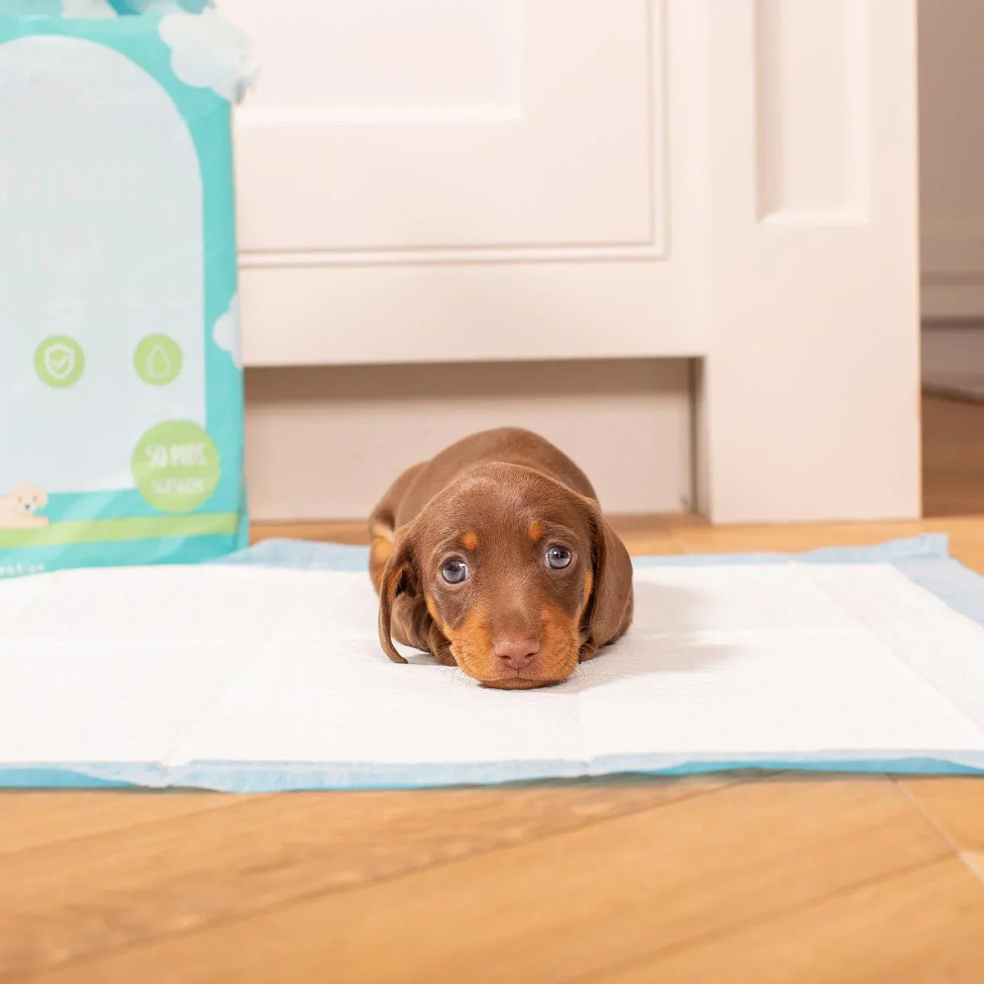 Puppy lying on a puppy training pad