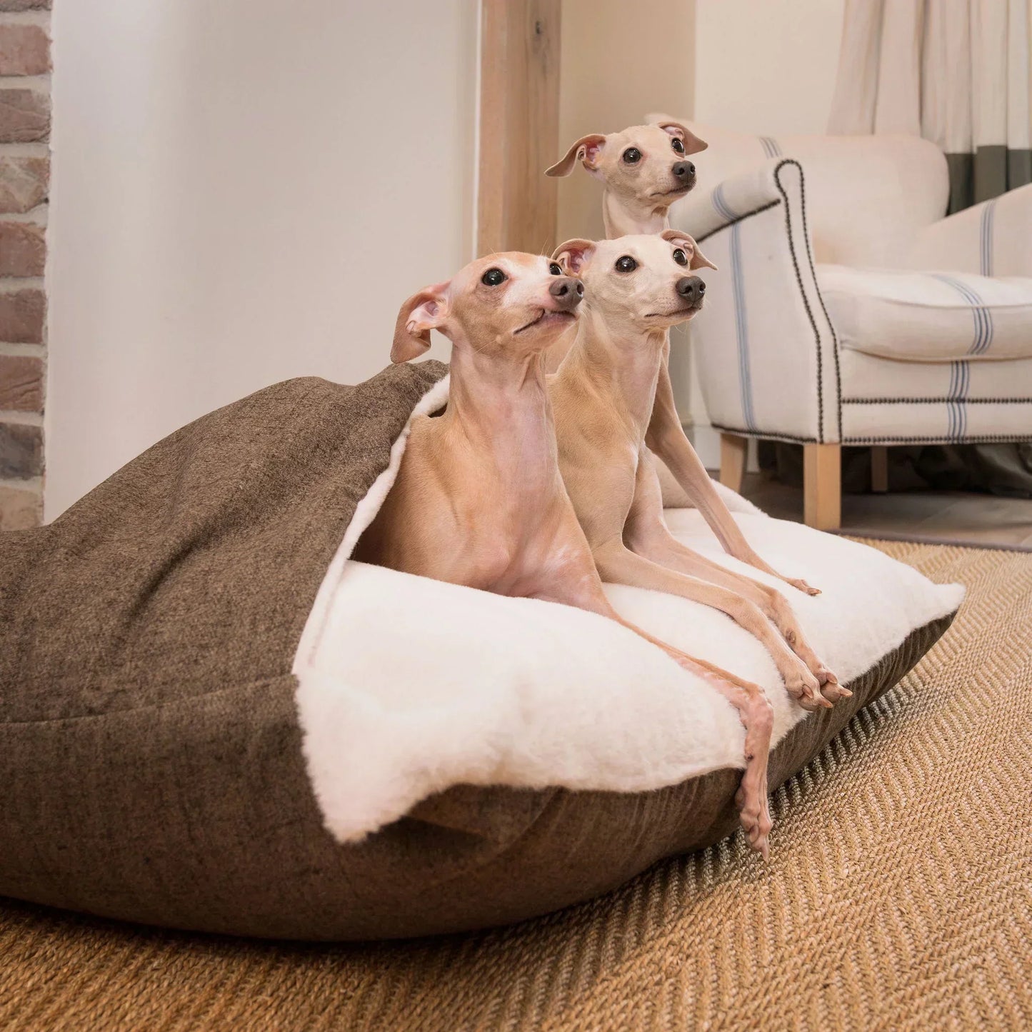Three Italian greyhounds sitting inside a Sleepy Burrows dog bed with the burrow cover lifted.