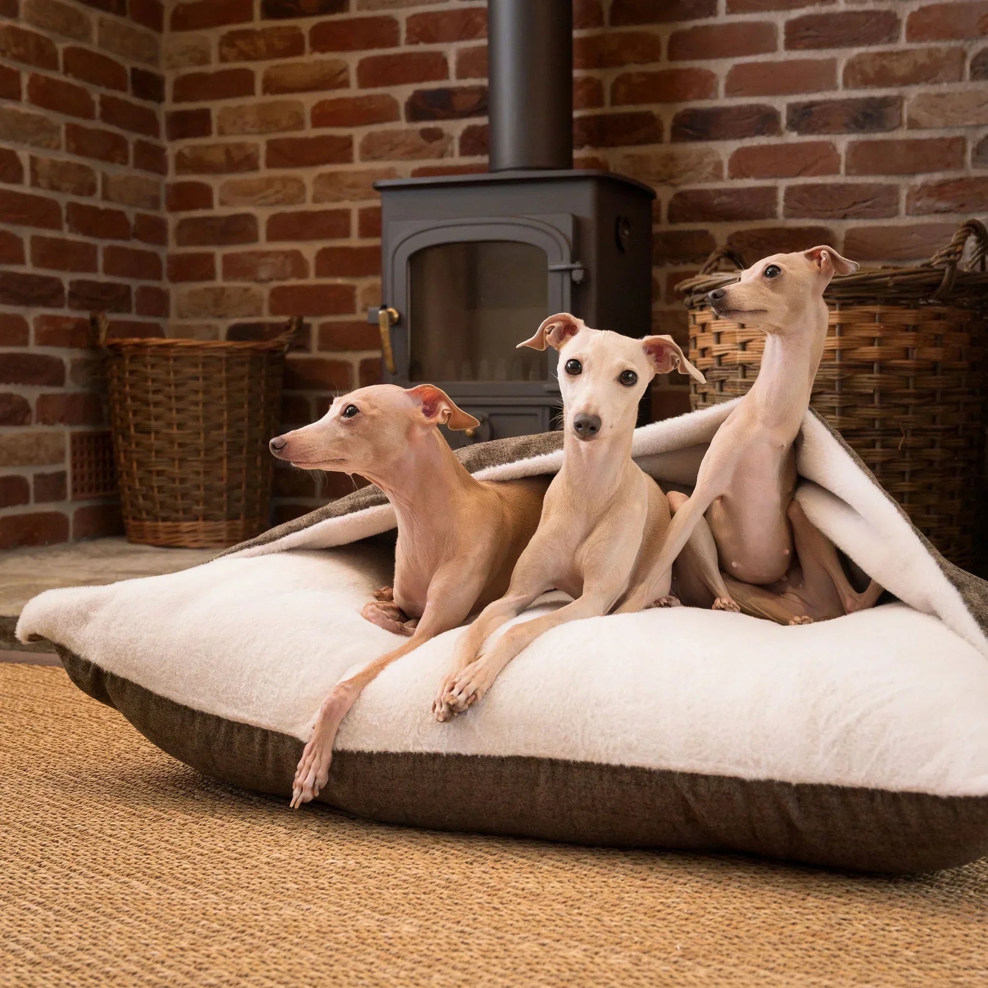 Italian greyhounds relaxing inside a Lords & Labradors Sleepy Burrows dog bed in a living room setting.