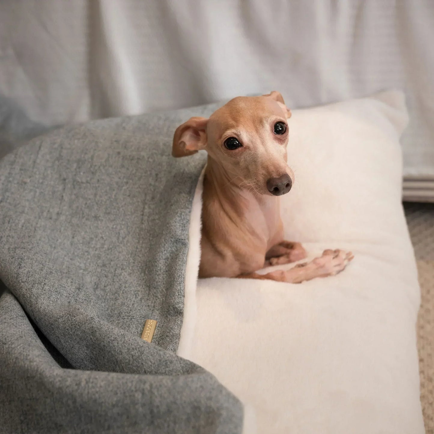 Italian greyhound puppy inside a Lords & Labradors Sleepy Burrows dog bed in Inchmurrin fabric.