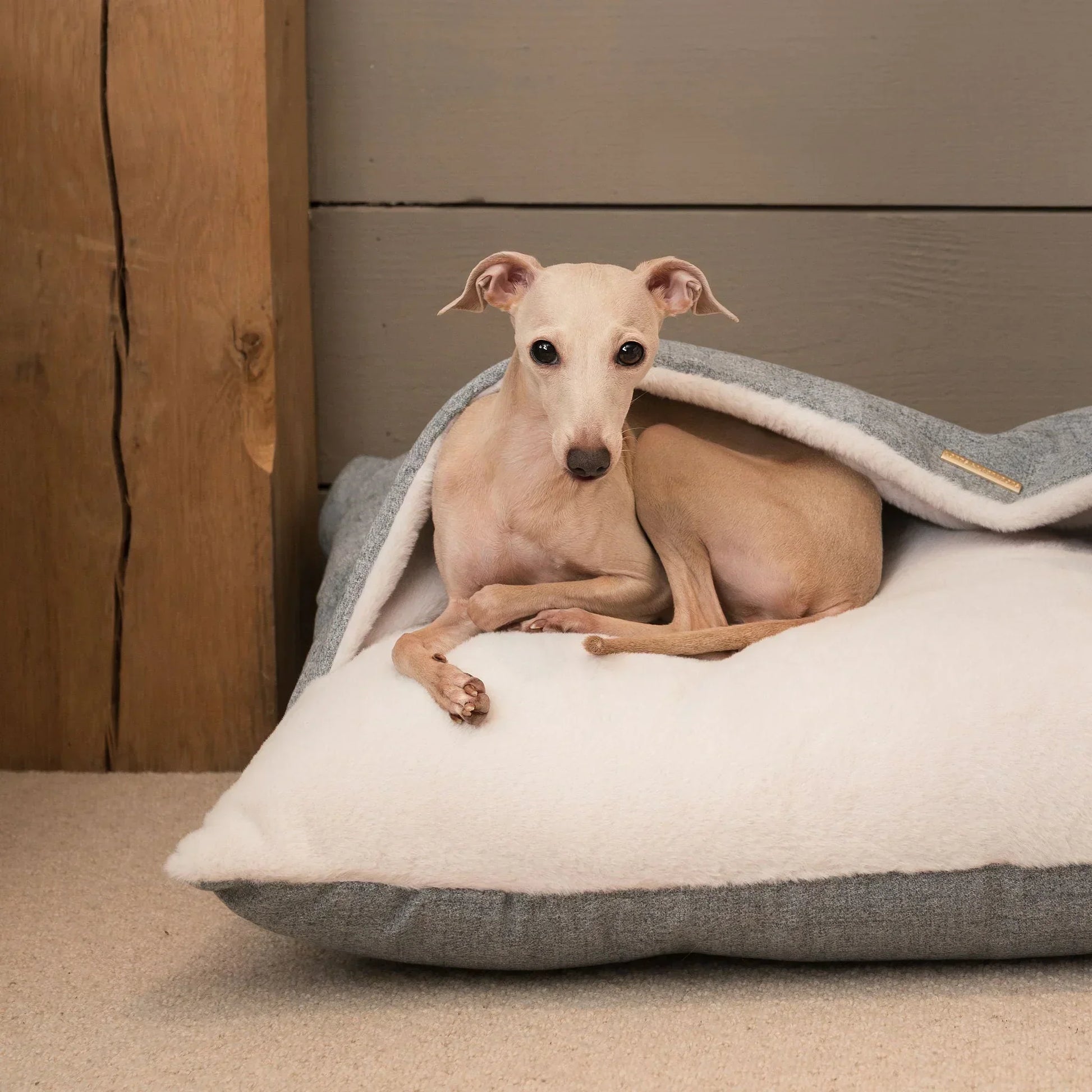 Italian greyhound puppy resting under the hood of a Lords & Labradors Sleepy Burrows dog bed.