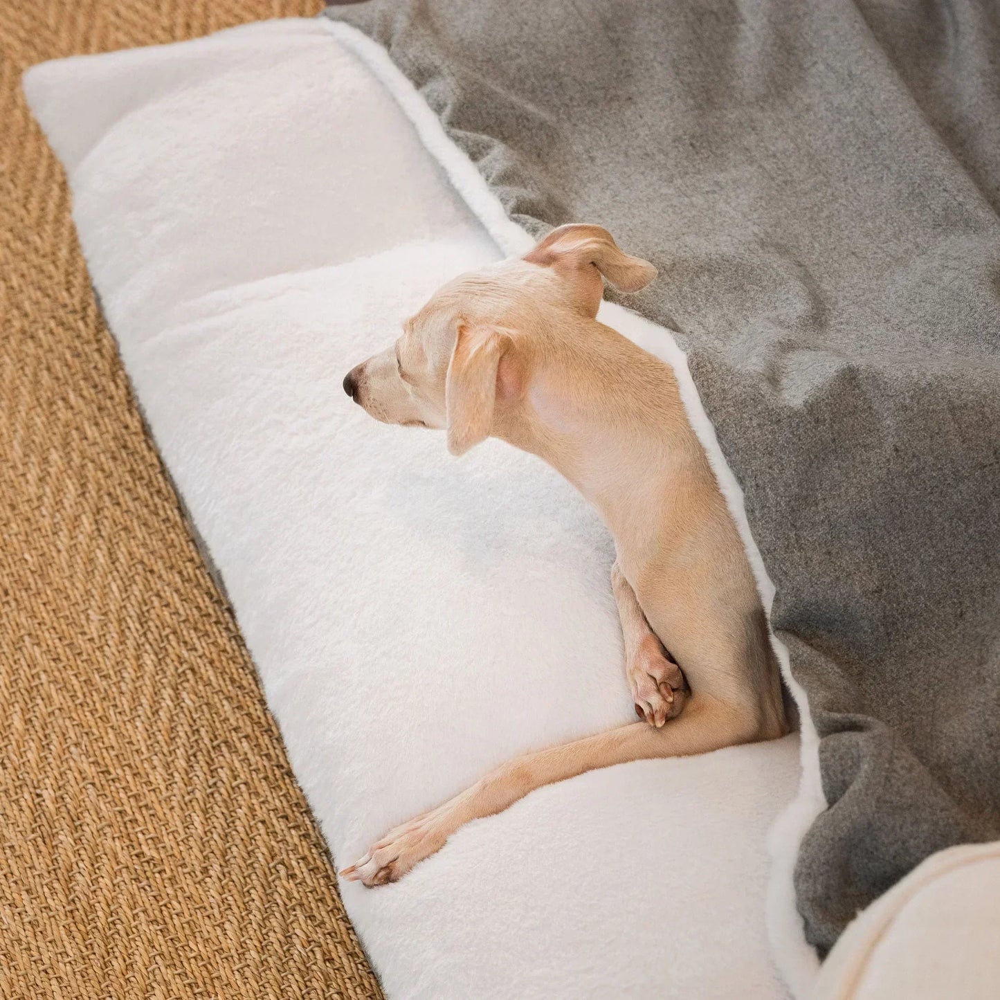 Italian greyhound sleeping on a Sleepy Burrows dog bed with the cover folded open.
