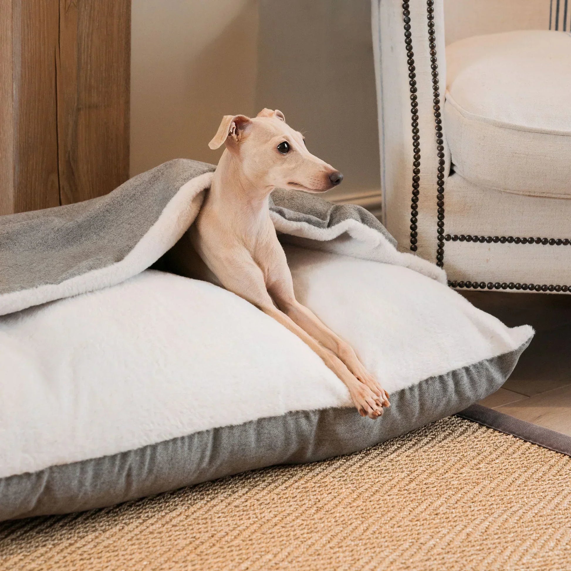 Italian greyhound resting on a Sleepy Burrows dog bed with the Inchmurrin cover partially folded back.