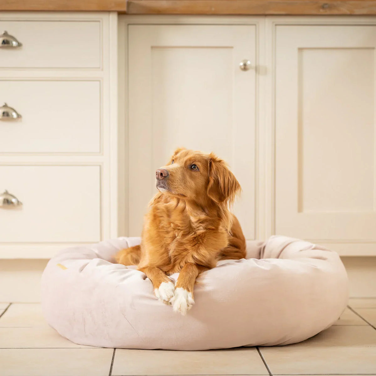 Dog resting in Lords & Labradors Blossom velvet donut dog bed indoors