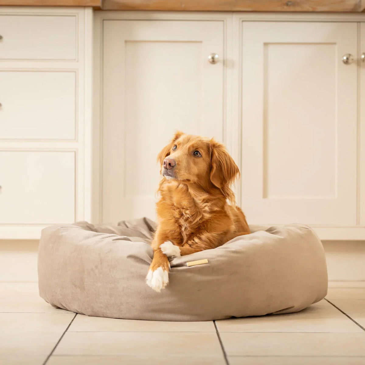 Dog resting in Lords & Labradors Clay velvet donut dog bed indoors