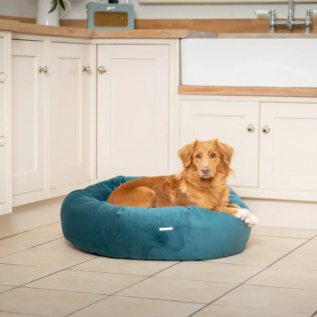 Dog resting in Lords & Labradors Marine velvet donut dog bed indoors
