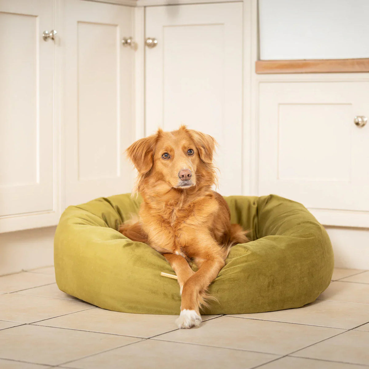 Dog resting in Lords & Labradors Olive velvet donut dog bed indoors