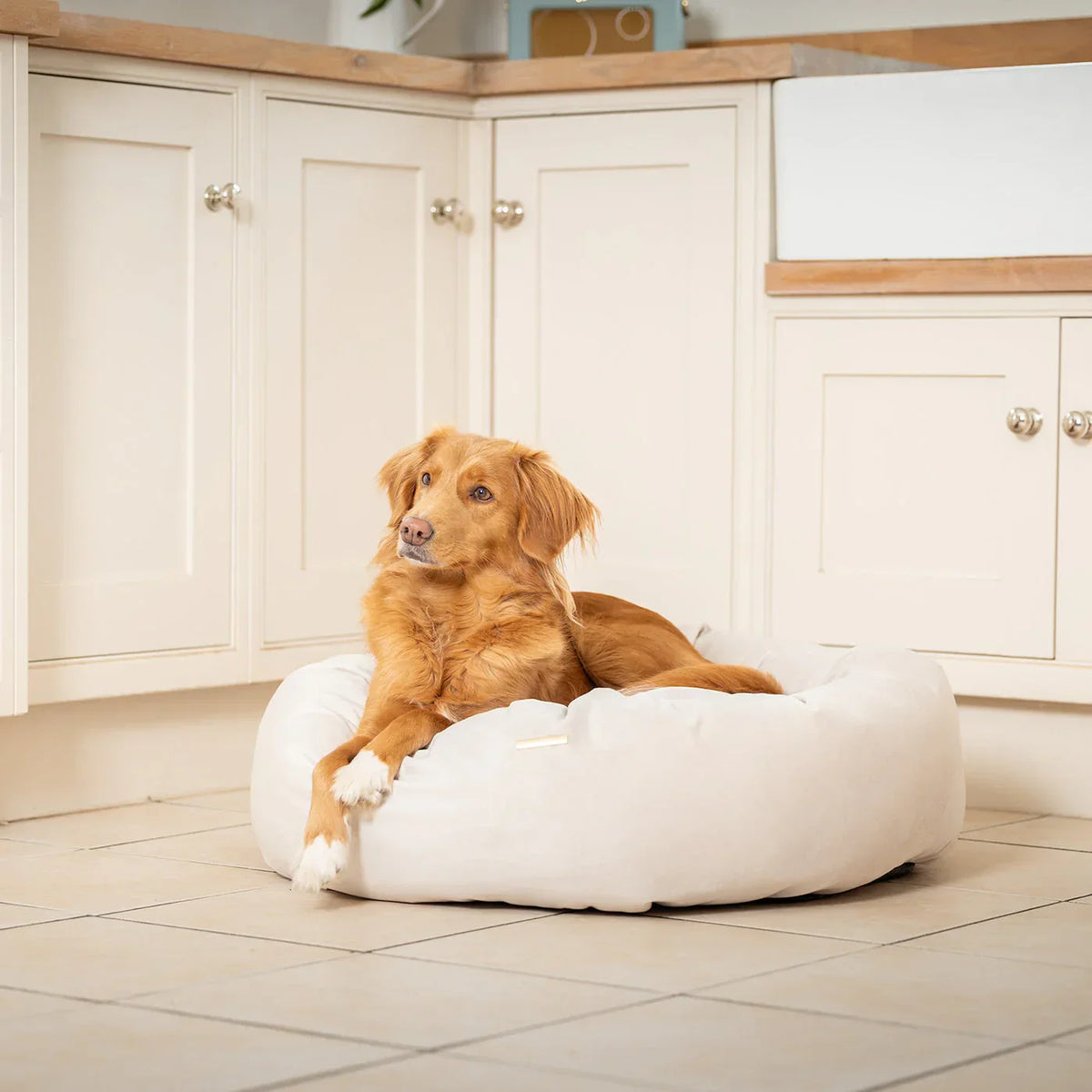 Dog resting in Lords & Labradors Oyster velvet donut dog bed indoors