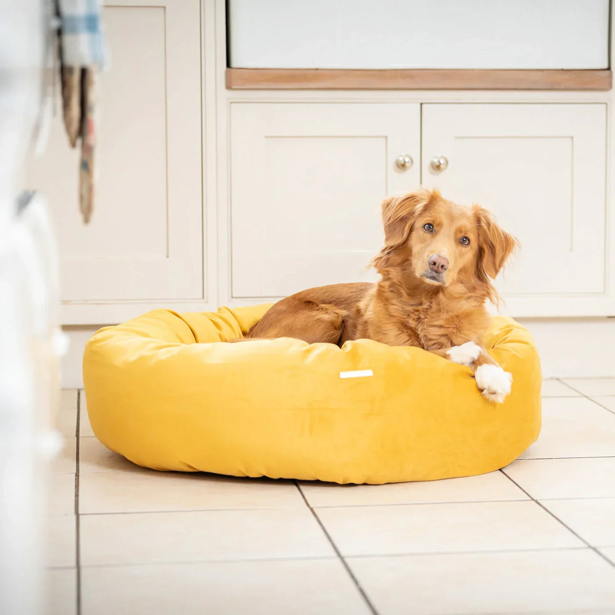 Dog resting in Lords & Labradors Saffron velvet donut dog bed indoors