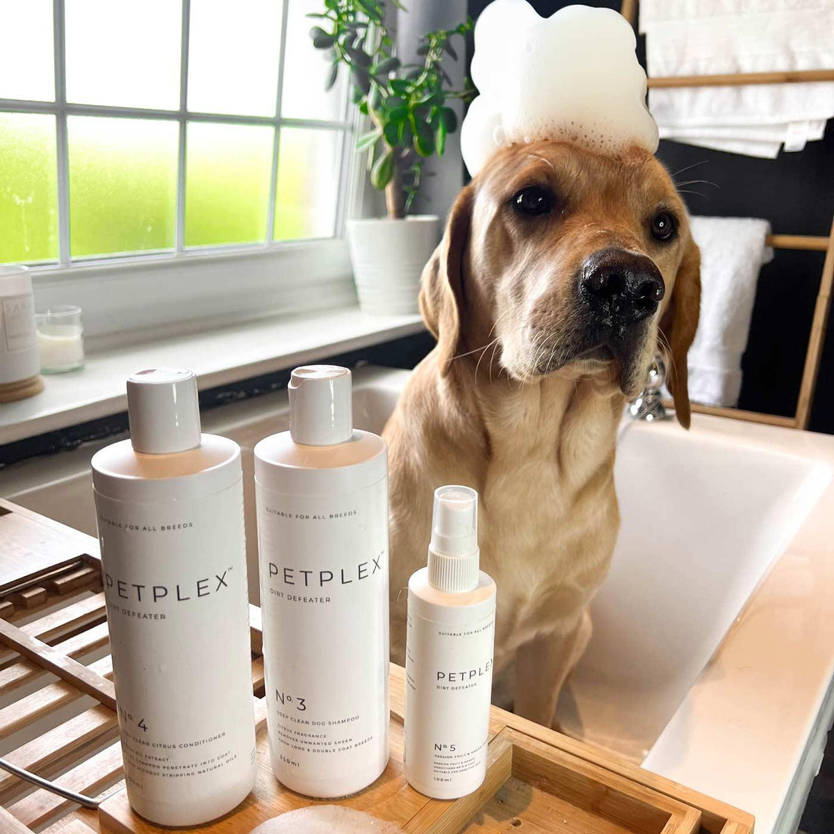 Labrador in a bath with shampoo, conditioner and dog cologne beside the tub