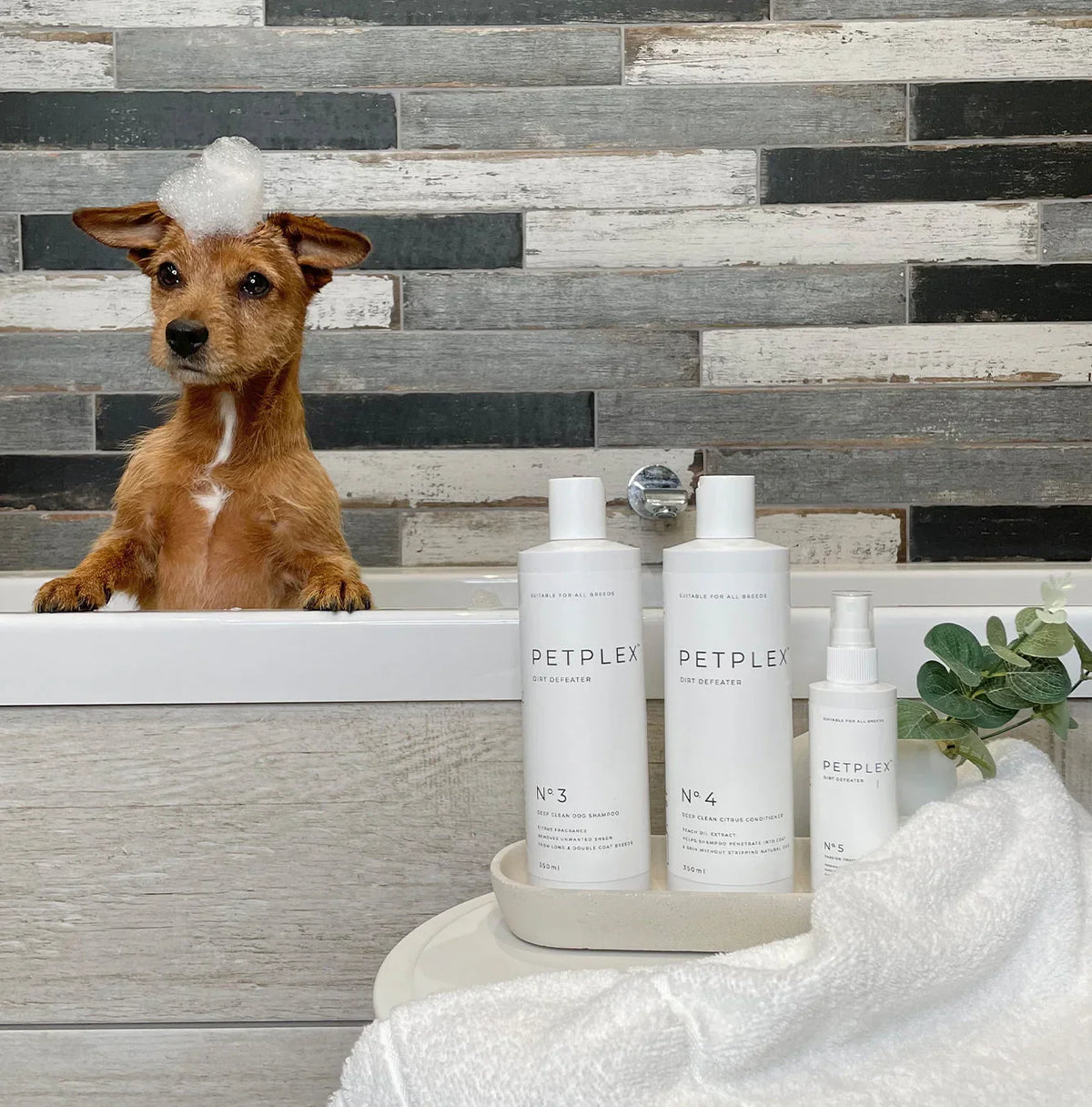 Dog sitting in a bath with grooming products and shampoo foam on its head