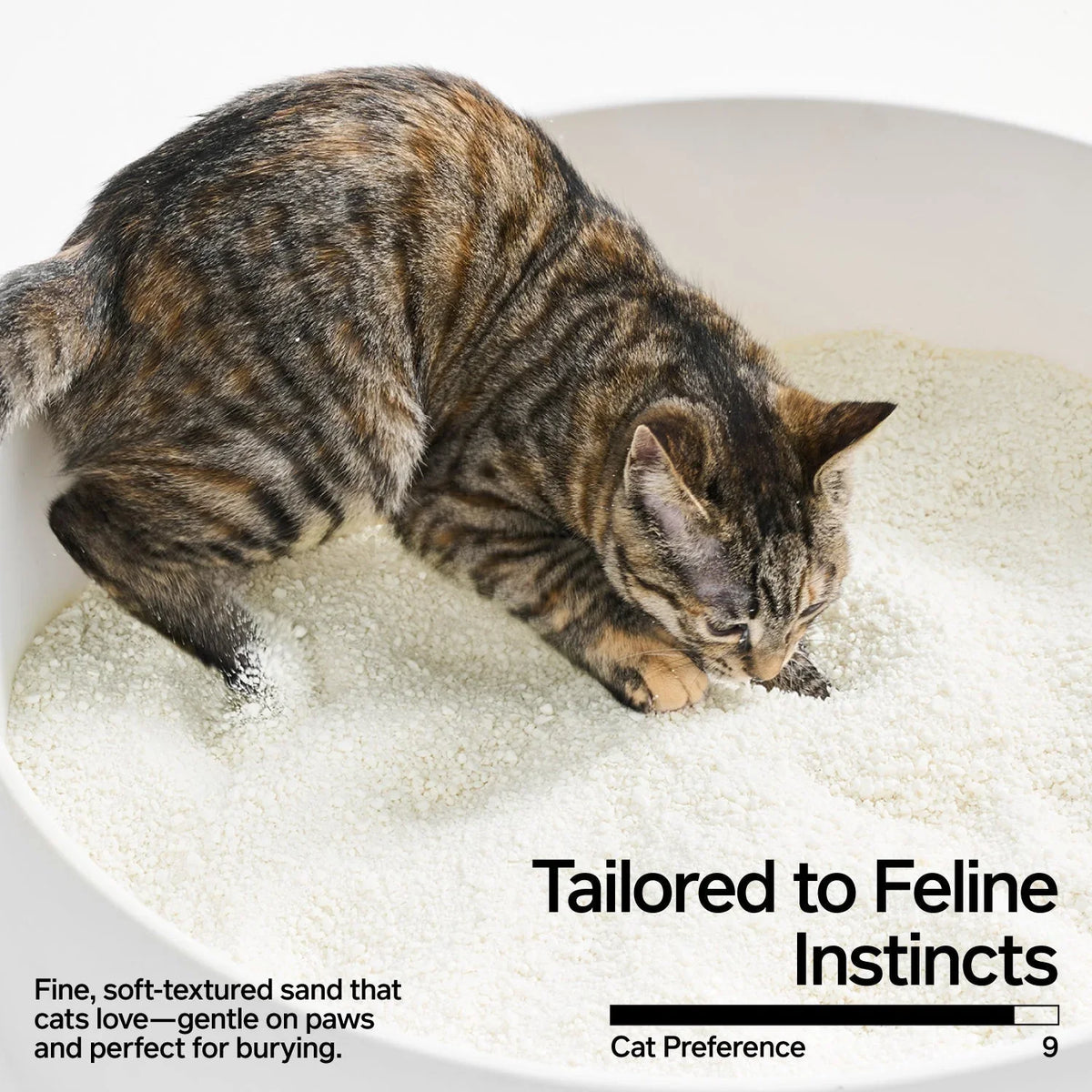 Cat using fine-textured pidan cassava cat litter