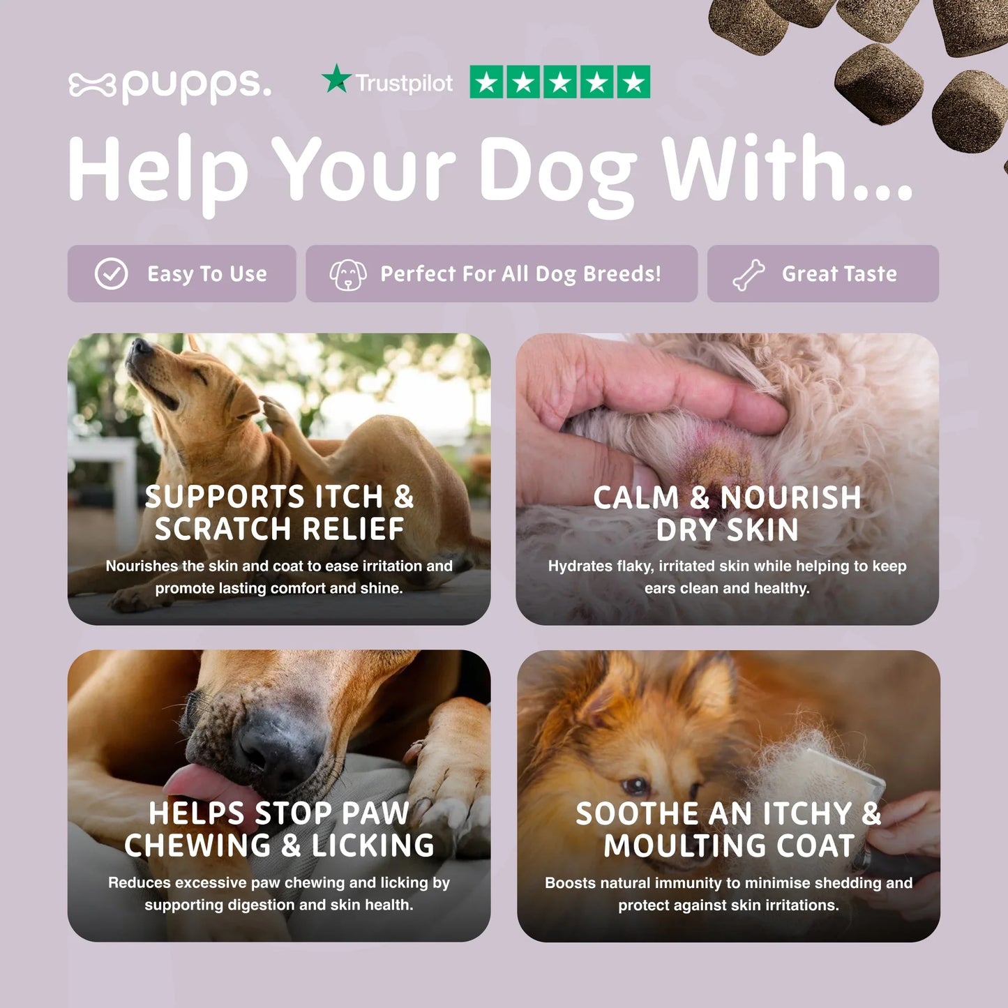 Dog with itchy skin receiving support for coat condition, skin comfort and paw licking