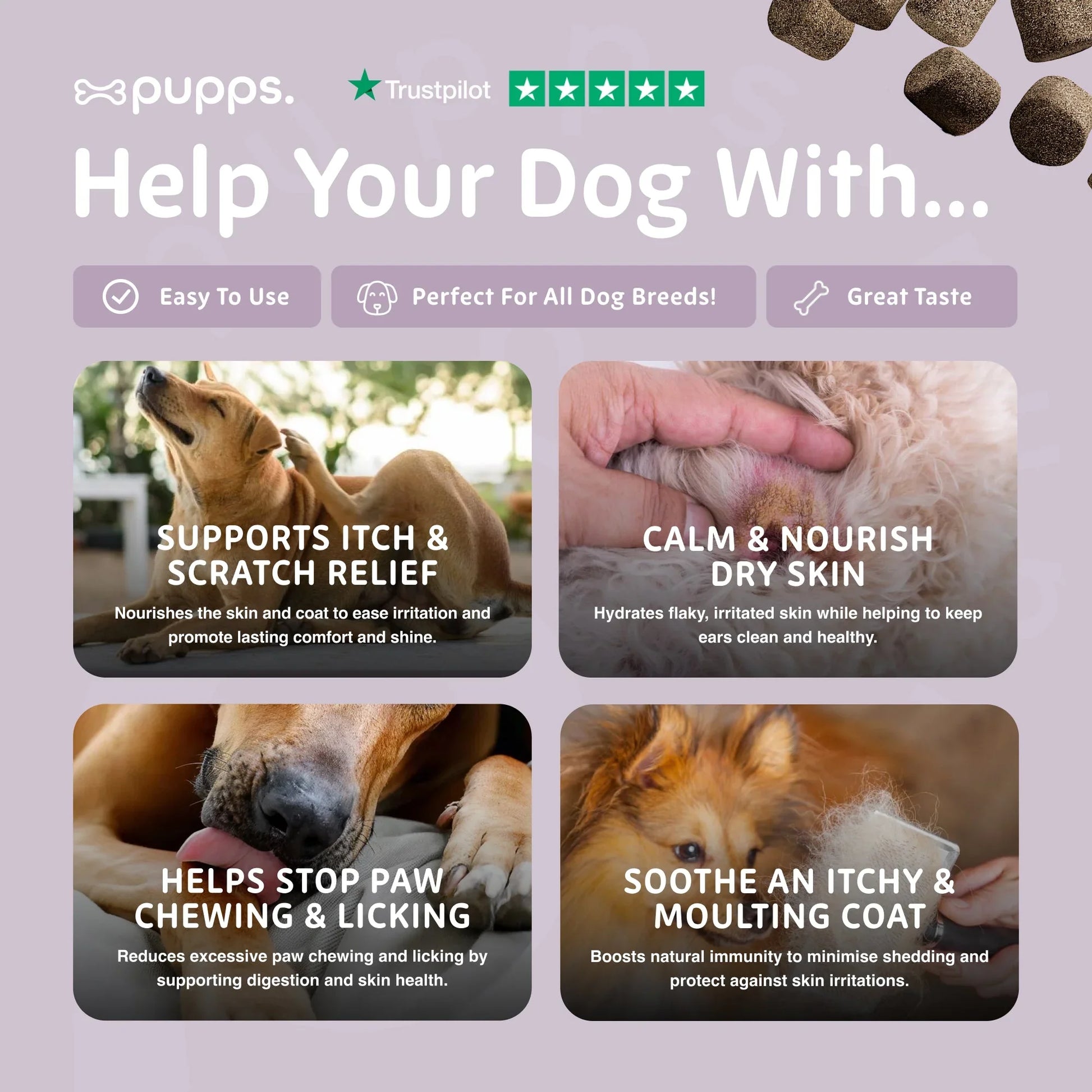 Dog with itchy skin receiving support for coat condition, skin comfort and paw licking