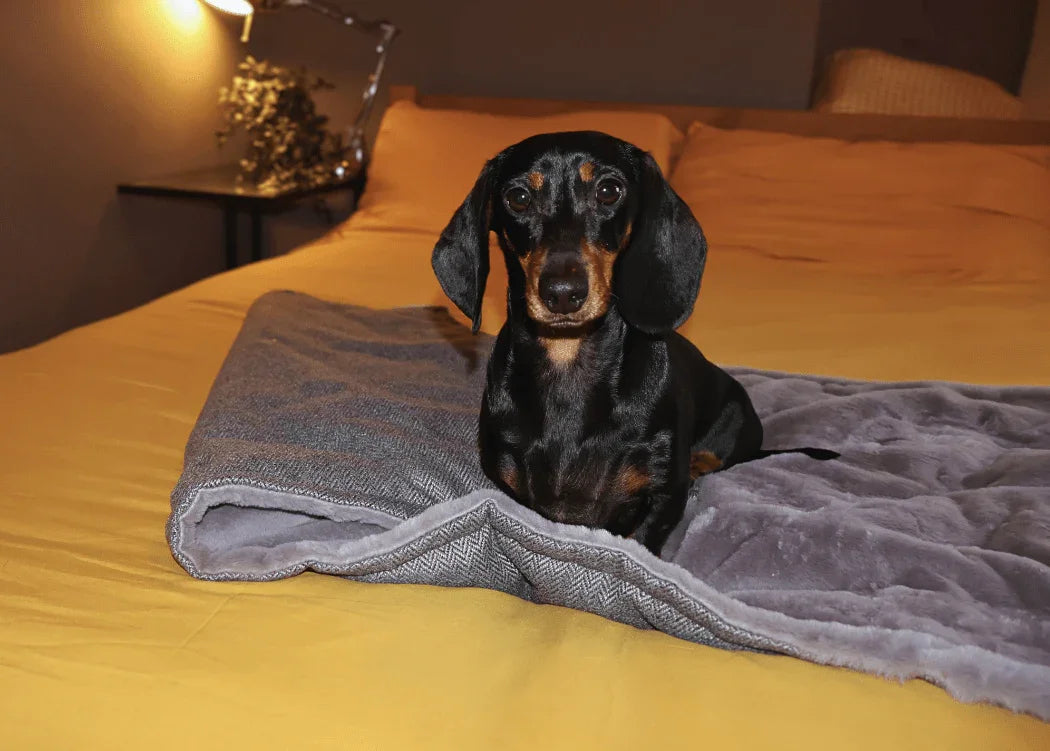 Dog resting comfortably on a soft dog blanket indoors