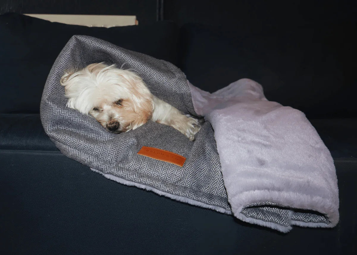 Dog wrapped inside a Ralph & Co dog blanket showing cosy indoor use
