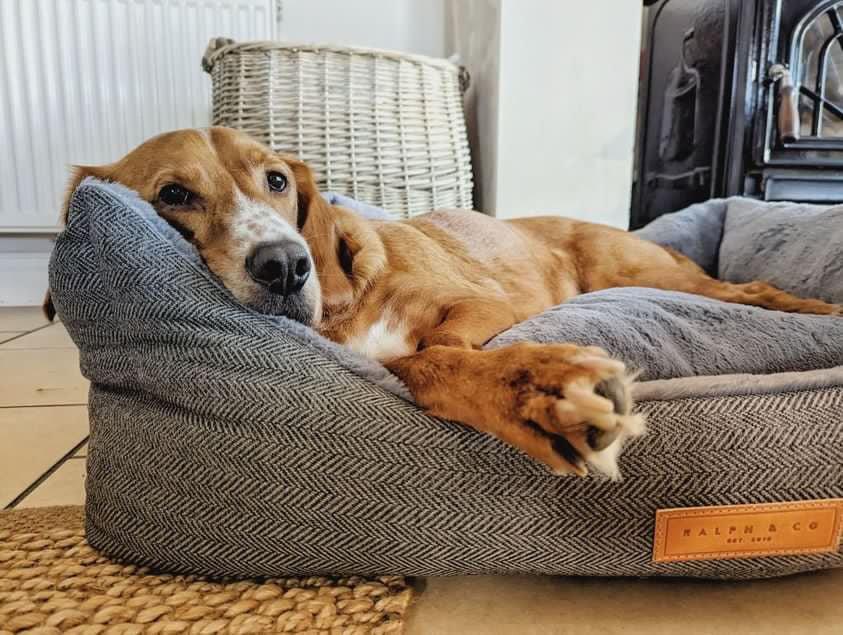 Close-up of a dog resting in a Ralph & Co Balmoral grey herringbone dog bed