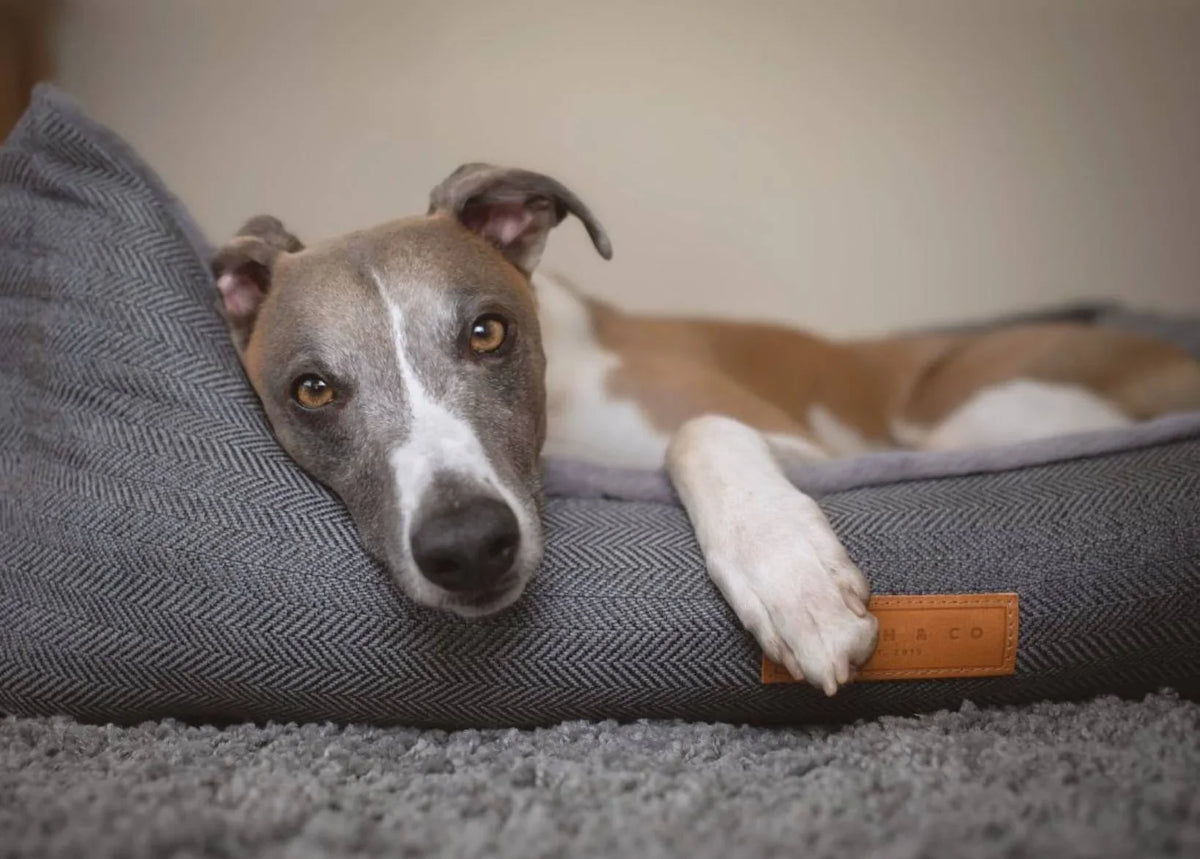 Dog resting in a grey herringbone dog bed with raised sides