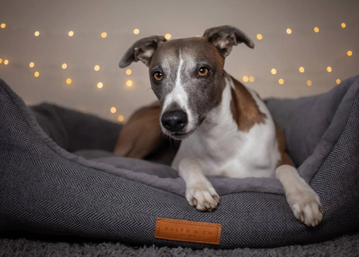 Dog relaxing in a Ralph & Co Balmoral grey herringbone dog bed