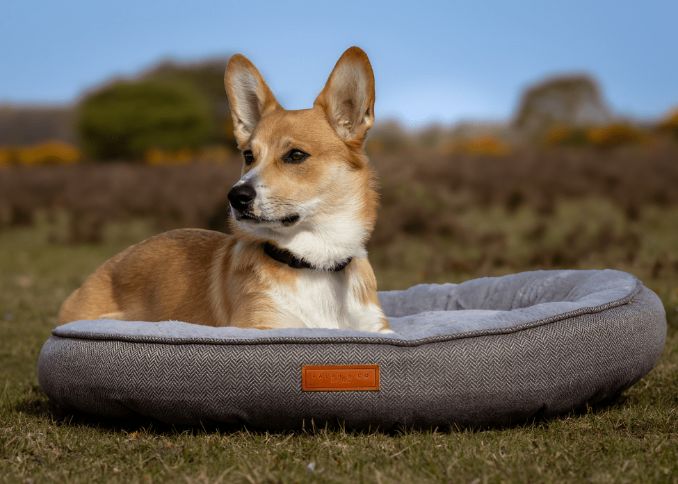 Dog relaxing on the Ralph & Co Balmoral Luxury Donut Dog Bed outdoors