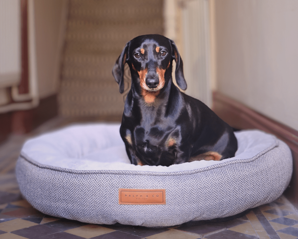 Dog resting in the Ralph & Co Balmoral Luxury Donut Dog Bed