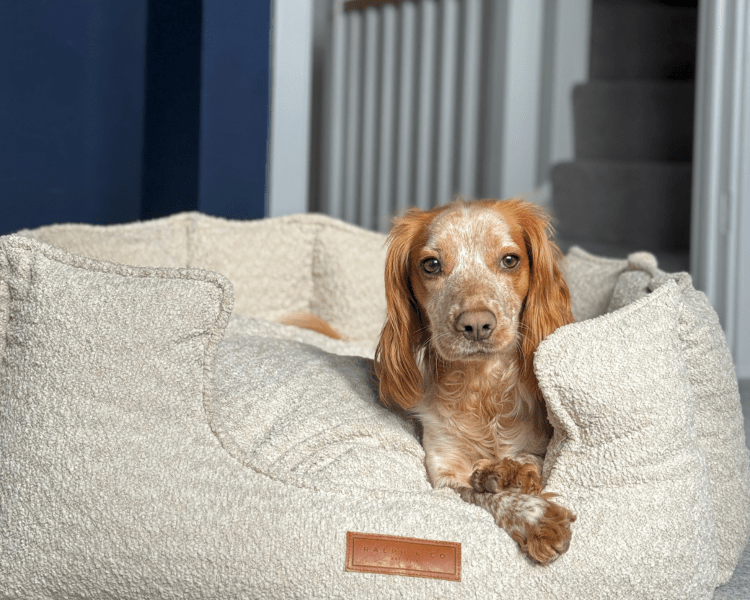 Dog relaxing in the Ralph & Co Cotswold Luxury Bouclé Memory Foam Dog Bed