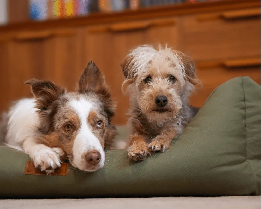 Two dogs resting together in the Ralph & Co Henley Orthopaedic Memory Foam Dog Bed.