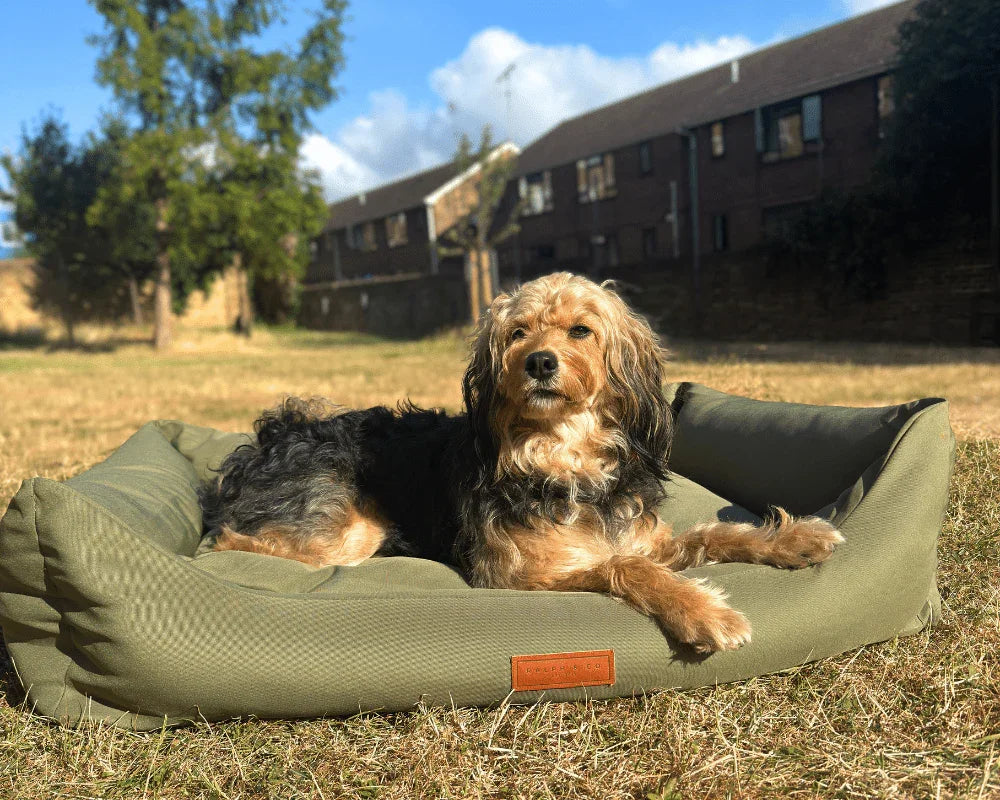 Dog relaxing on the Ralph & Co Henley Waterproof Dog Bed outdoors.
