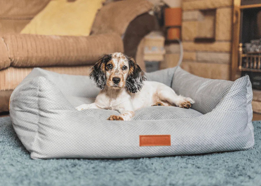 Dog relaxing on the Ralph & Co Highclere orthopaedic memory foam dog bed
