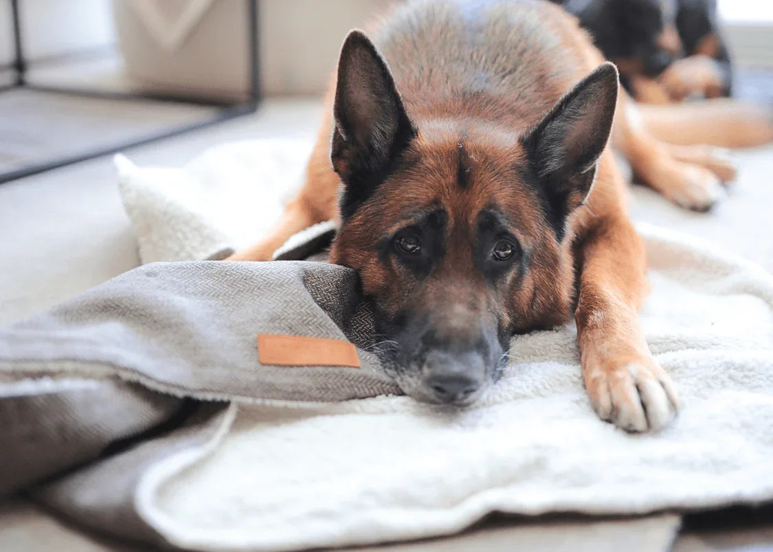 Dog resting comfortably on a dog blanket indoors