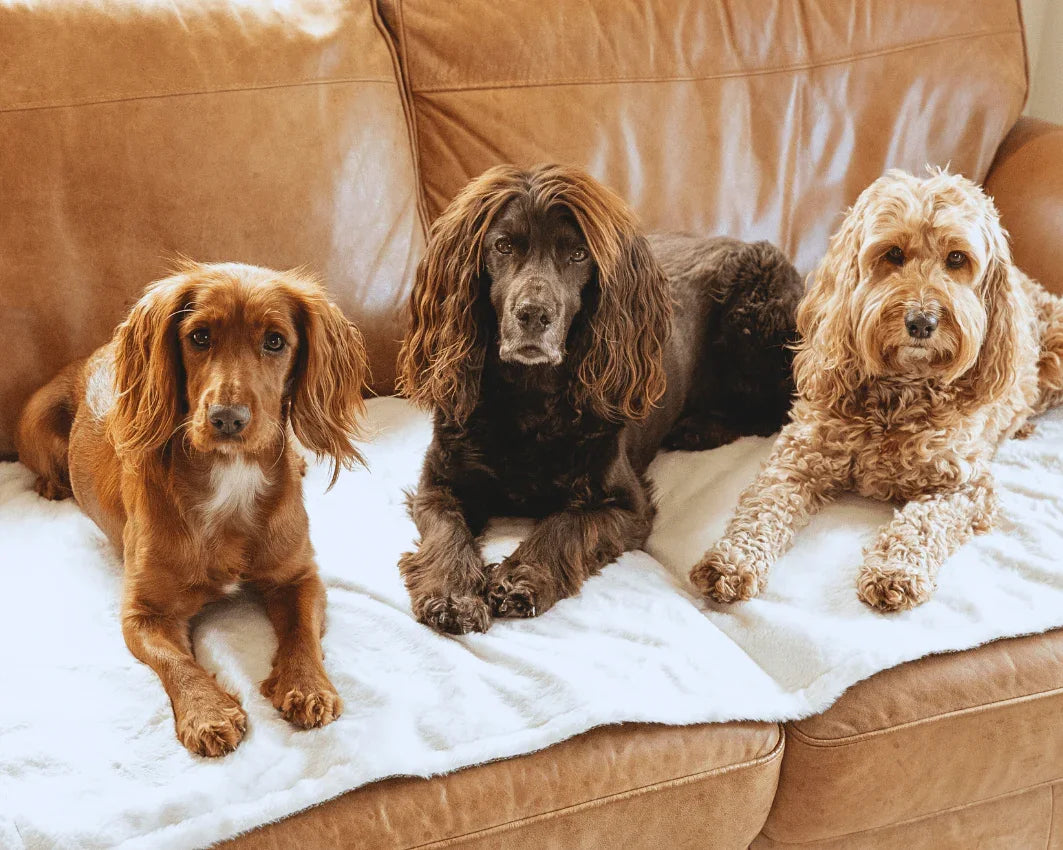 Three dogs resting together on a soft dog blanket indoors