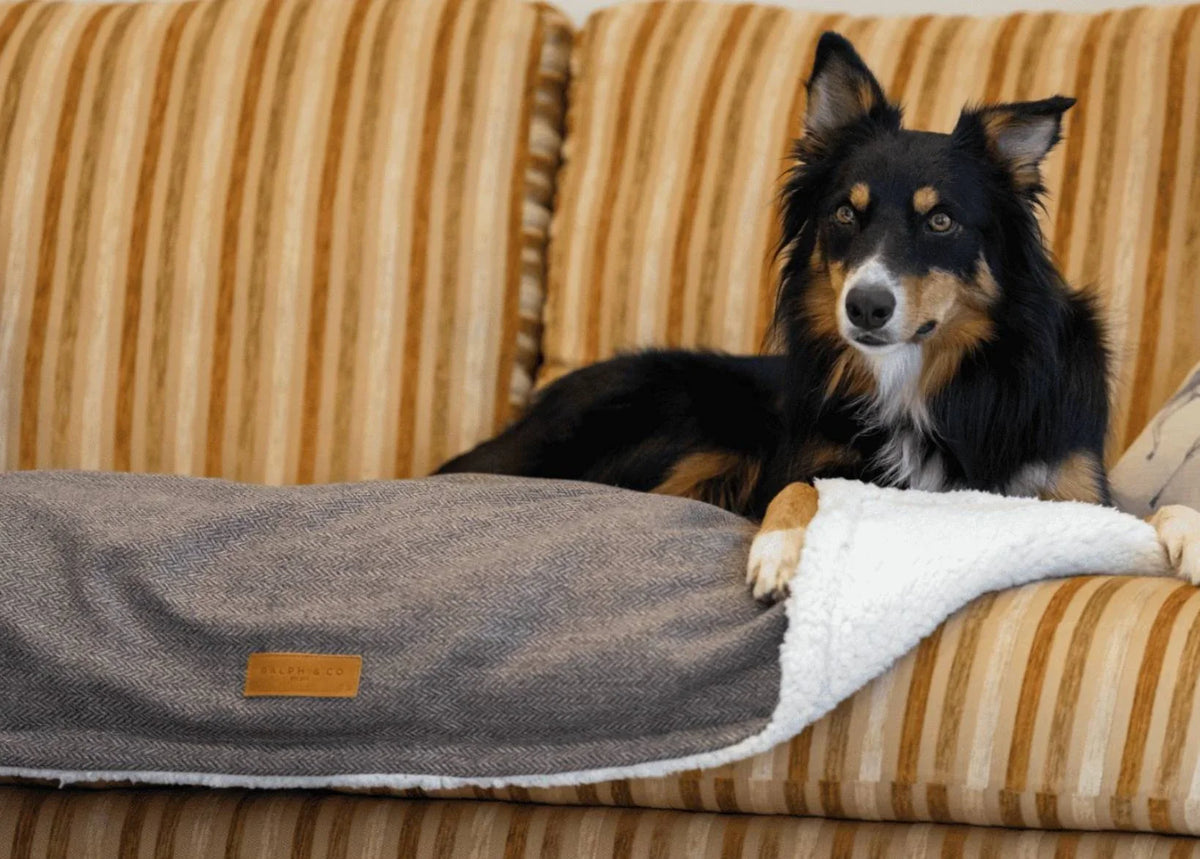 Dog relaxing on a sofa with a Ralph & Co dog blanket