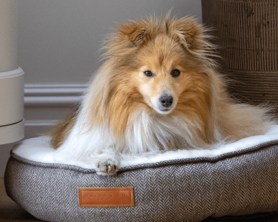 Dog resting in the Ralph & Co Lincoln Luxury Tweed Herringbone Donut Dog Bed