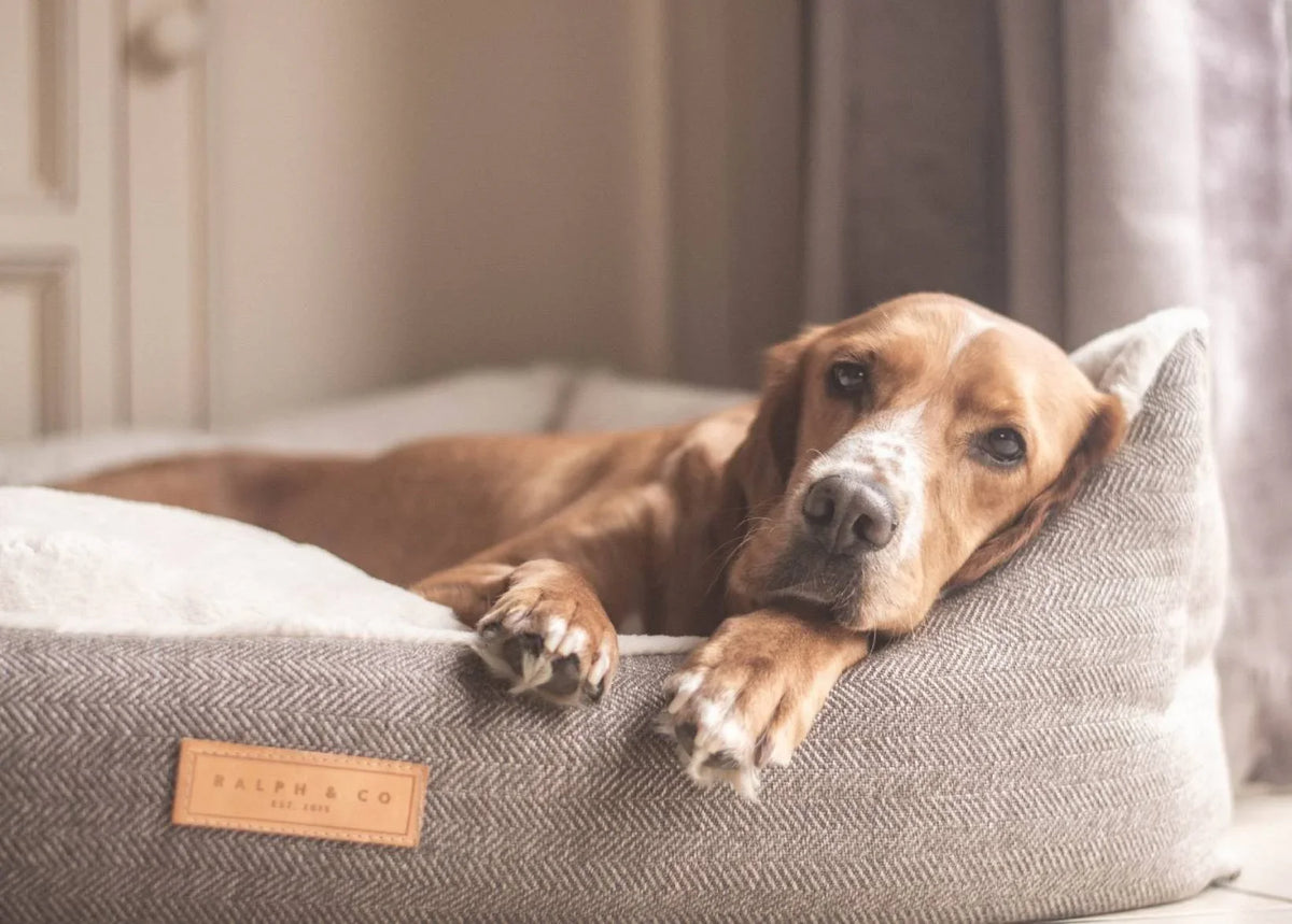 Close-up of a dog resting in a Ralph & Co Lincoln tweed herringbone dog bed