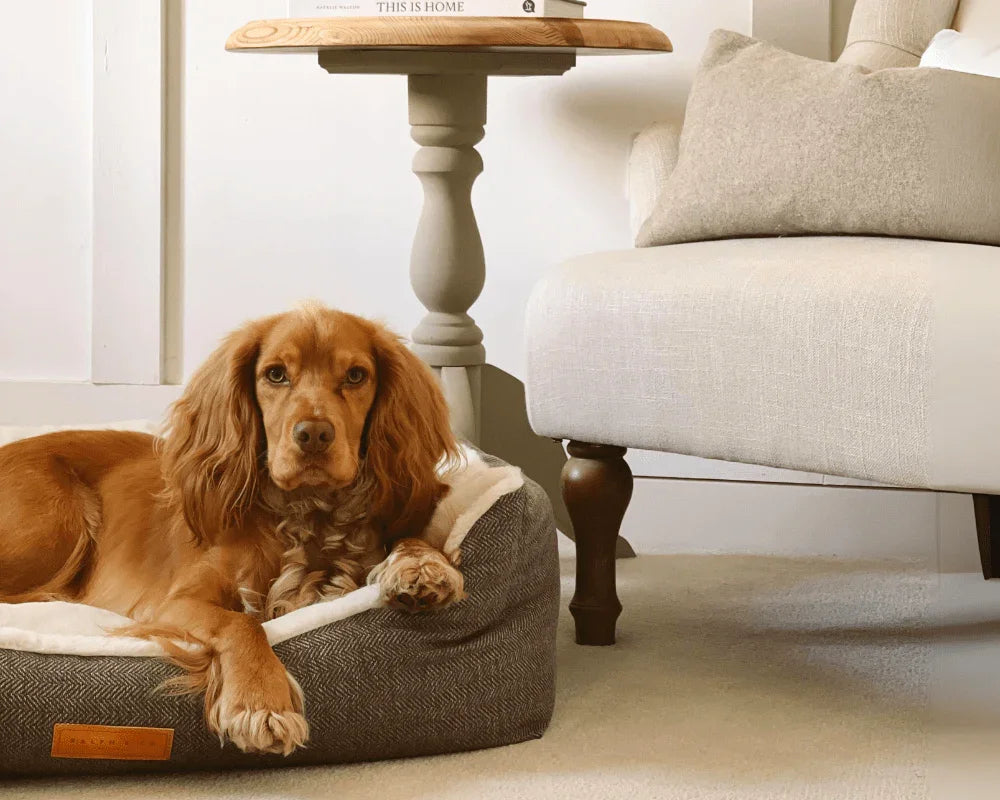 Dog resting in a Ralph & Co Lincoln tweed herringbone dog bed