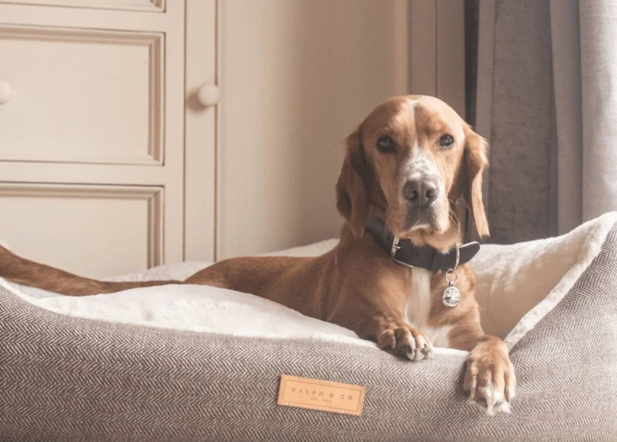 Dog relaxing in a Ralph & Co Lincoln tweed herringbone dog bed