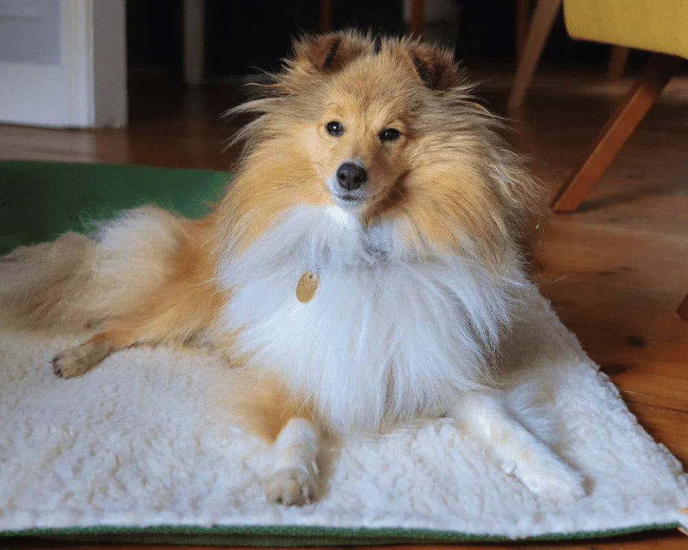 Dog resting on a soft dog blanket indoors