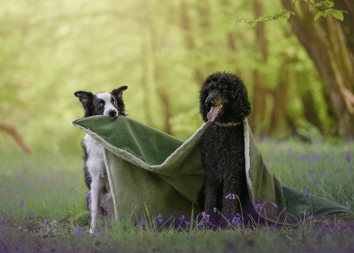 Two dogs wrapped in a bottle green dog blanket outdoors