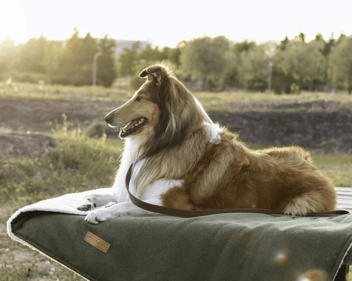 Dog relaxing outdoors on a bottle green Ralph & Co dog blanket
