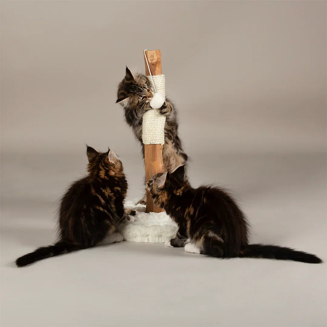 Kittens using Scruffs Andes scratching post for play and clawing