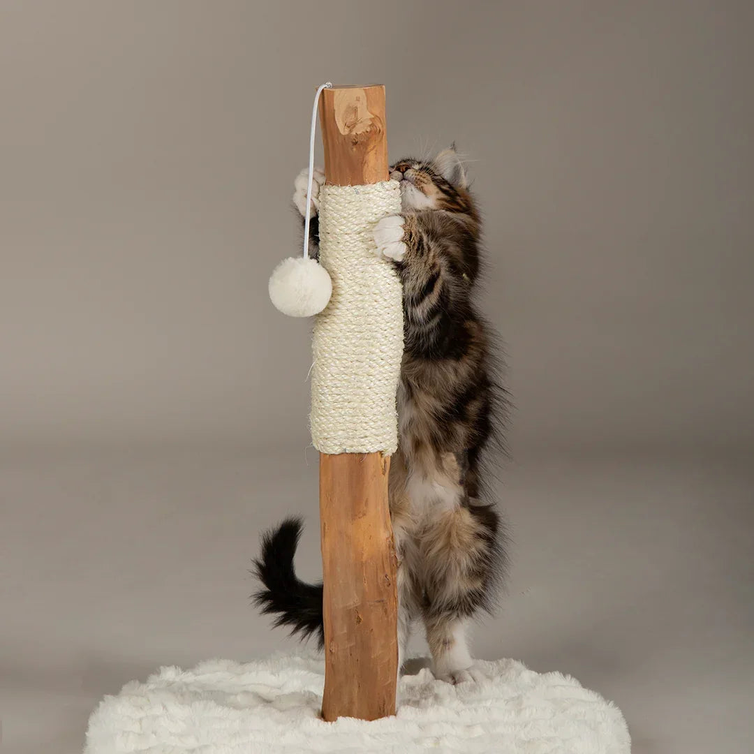 Kitten playing with hanging toy on Scruffs Andes cat scratching post