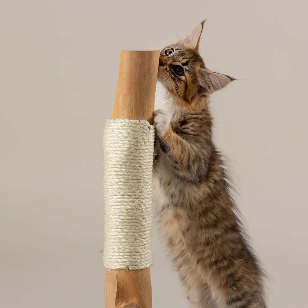 Kitten scratching sisal post on Scruffs Andes taupe scratching post