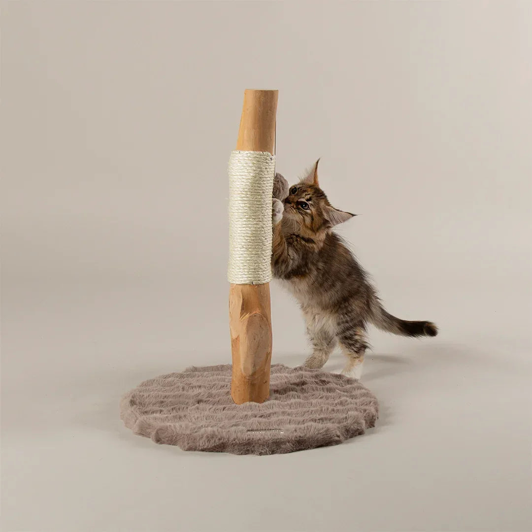 Kitten playing next to Scruffs Andes taupe scratching post