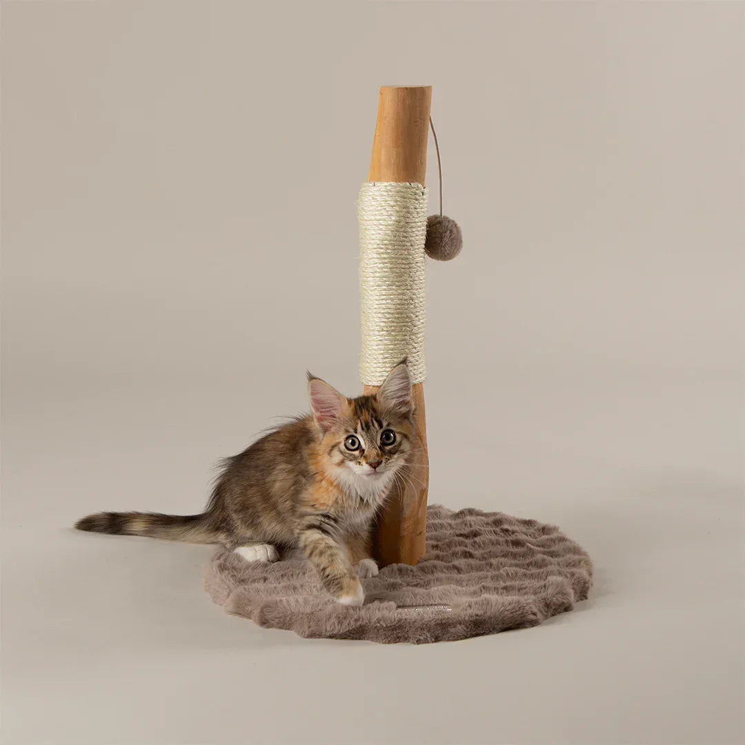 Kitten resting beside Scruffs Andes taupe scratching post