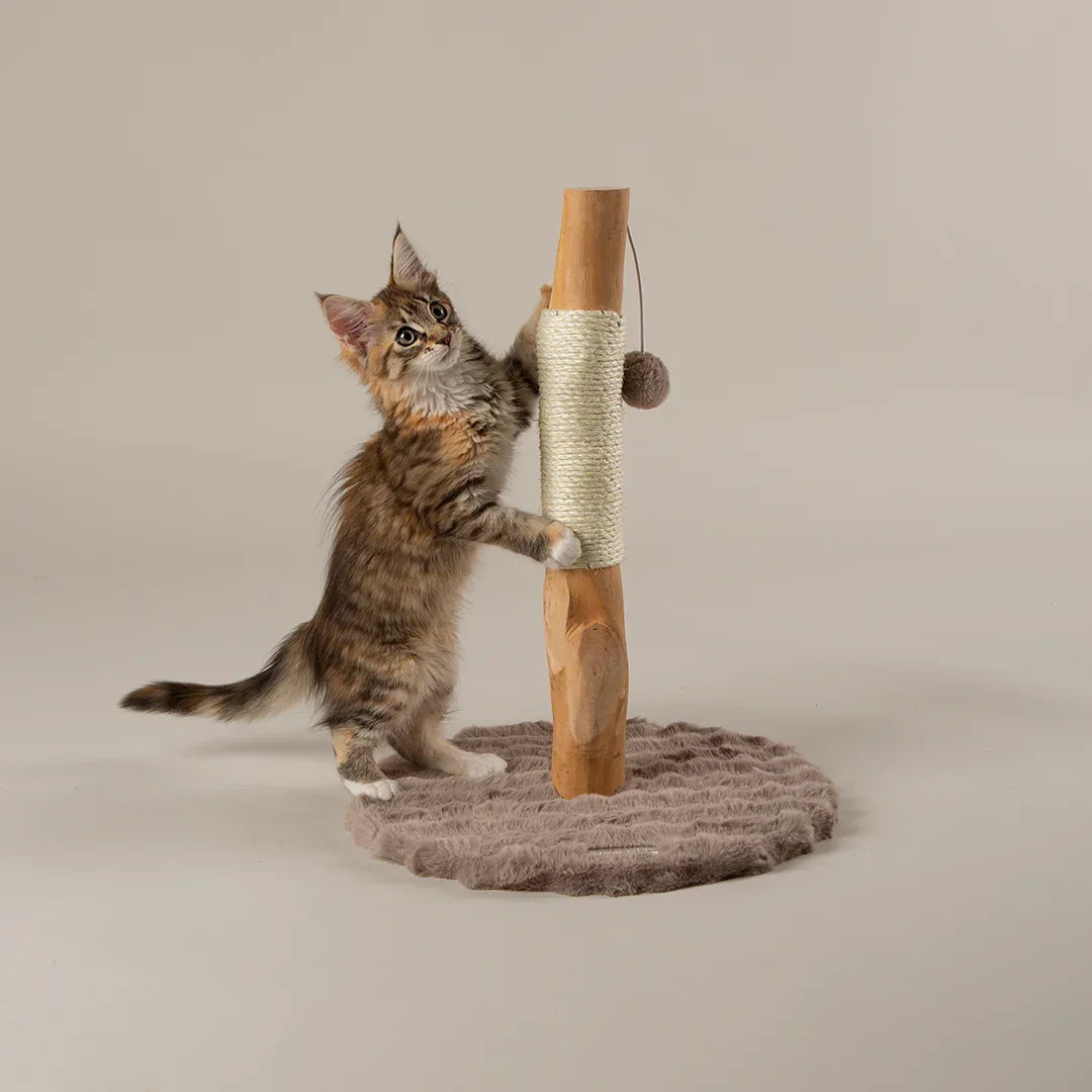 Scruffs Andes kitten scratching post in taupe with kitten using post