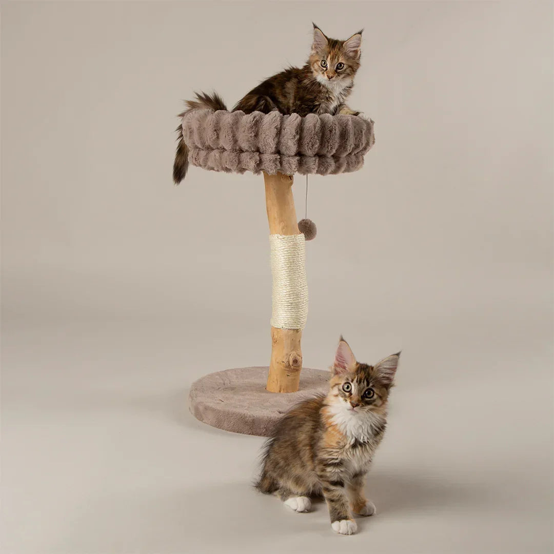 Two kittens using Scruffs Alpine Appalachians taupe cat tree for climbing and rest