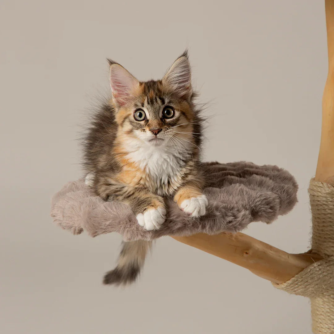 Kitten sitting on the mid platform of the Scruffs Alpine Atlas taupe cat tree