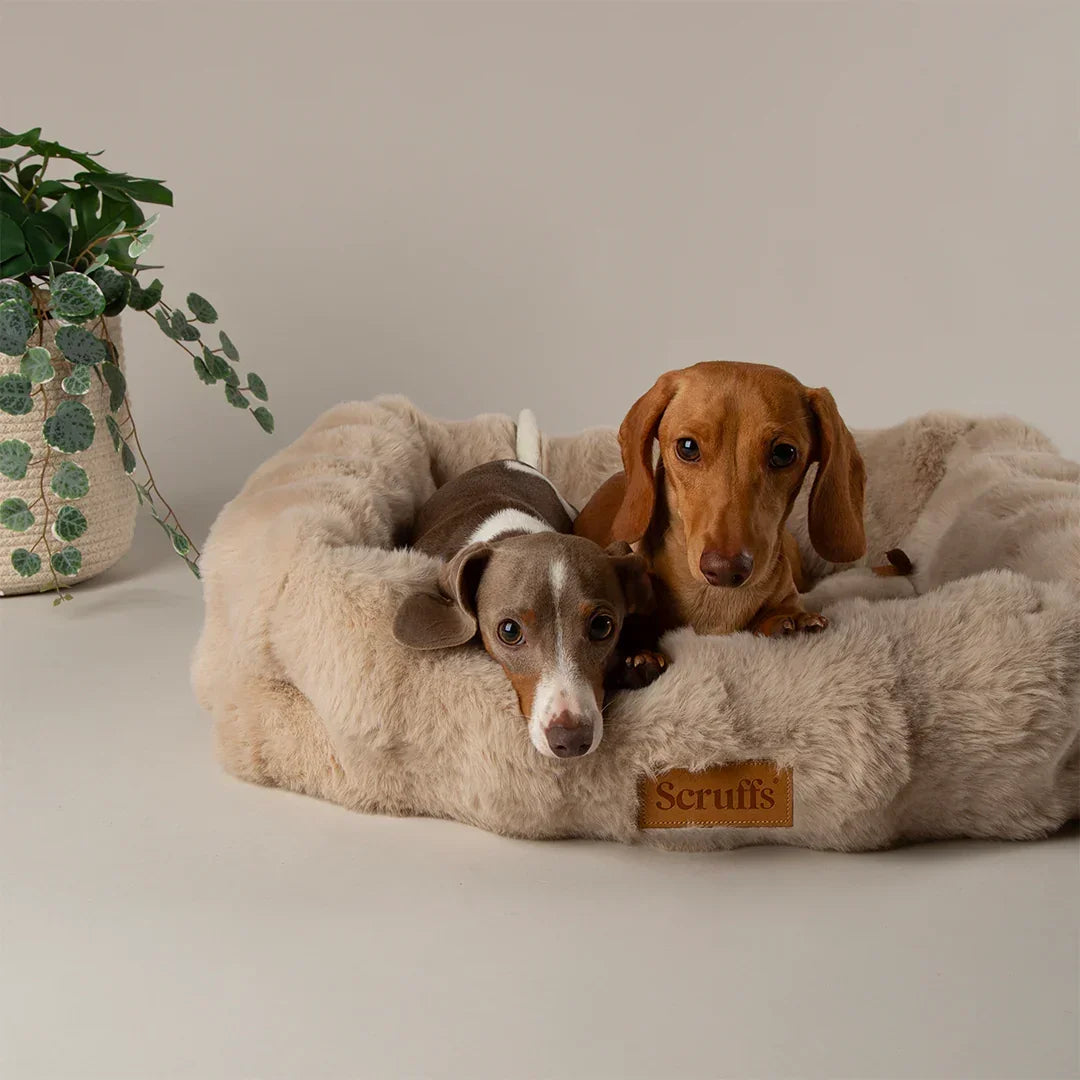 Two dachshunds lying in a champagne Scruffs Alpine bolster dog bed indoors