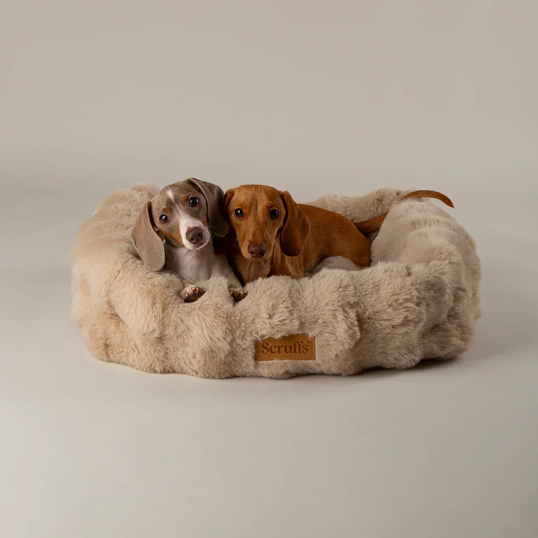 Two dachshunds resting in a champagne Scruffs Alpine bolster dog bed with raised sides